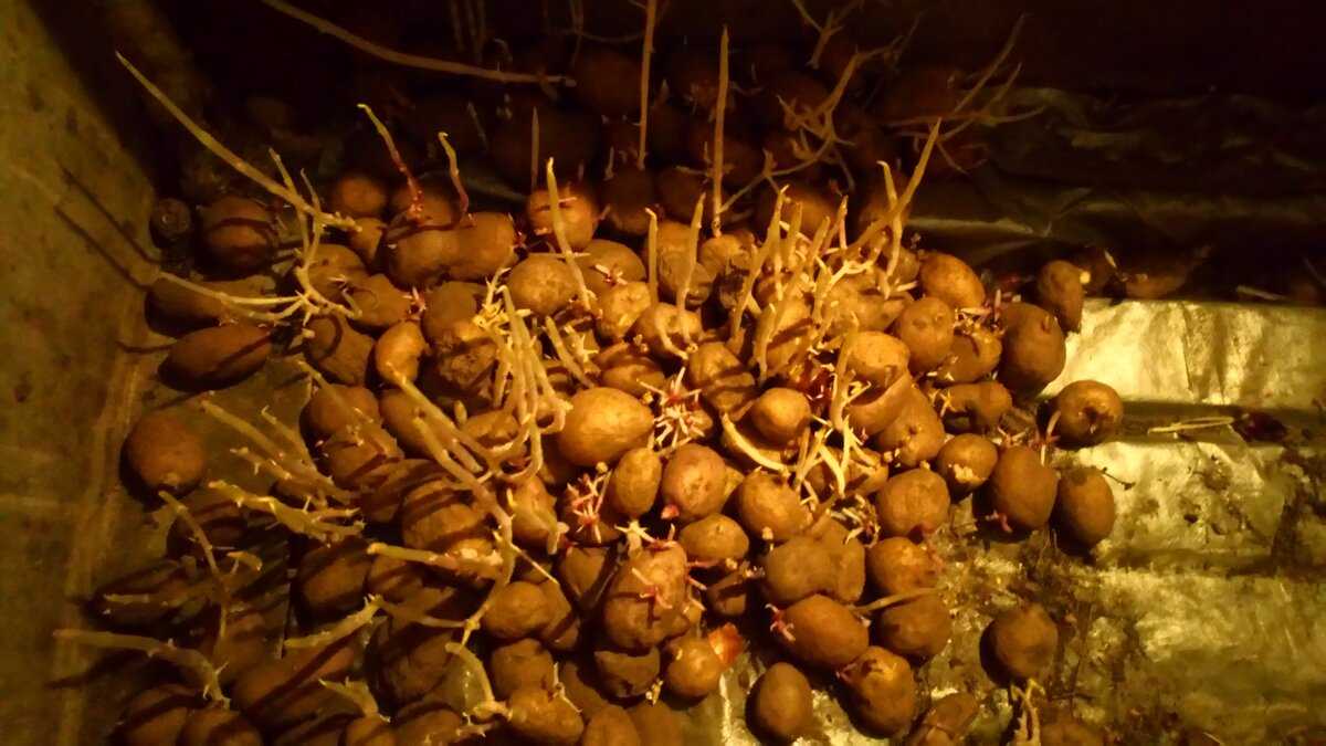 Почему возникает сухая гниль на картофеле и как от нее избавиться