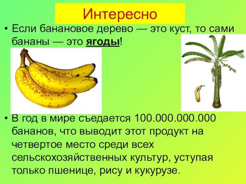 Фрукты таиланда: 25 фото с названиями и описанием