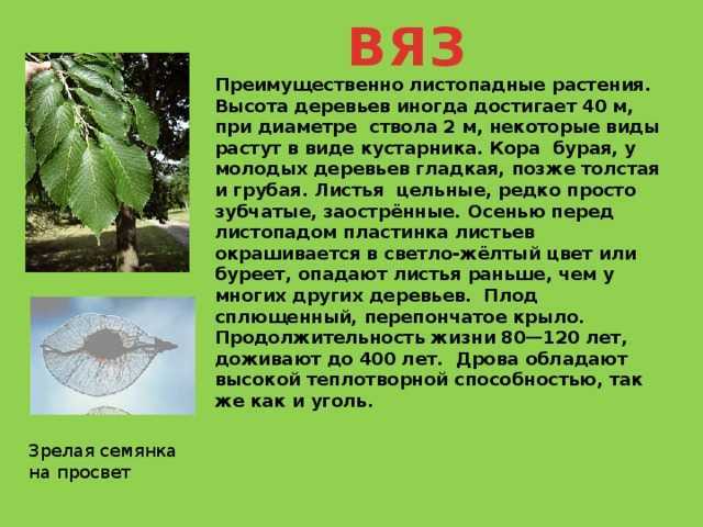 Декоративное дерево вяз, описание, уход, виды и сорта