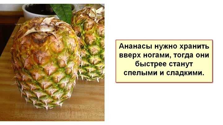 Как хранить ананас до нового года в домашних условиях, свежим в течение месяца в квартире на балконе, подвале и погребе