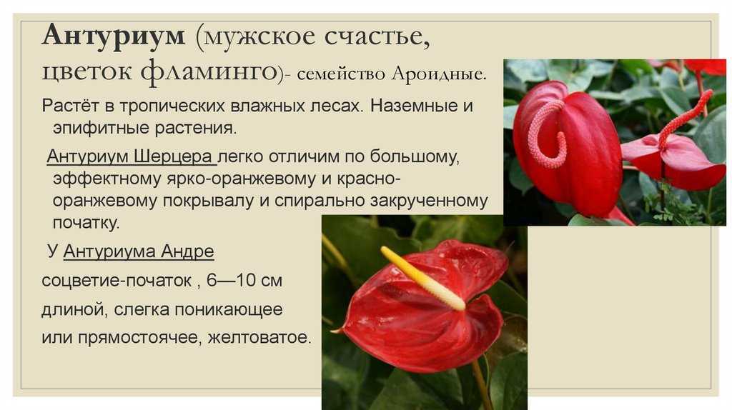 Антуриум по фен шуй: что означает цветок, куда поставить в доме
