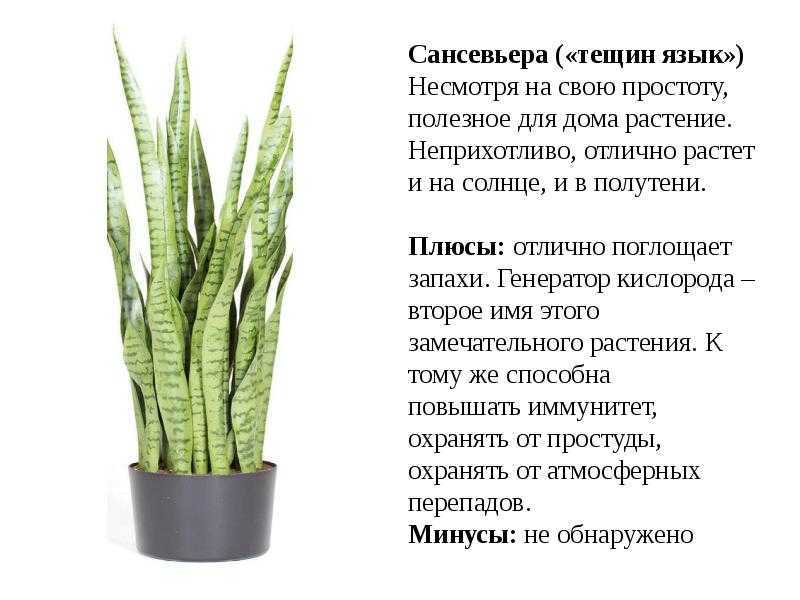 Сансевиерия ("тещин язык", "щучий хвост"): как цветет, особенности ухода, приметы - sadovnikam.ru