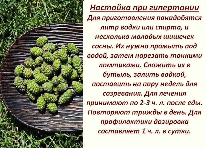 Как хранить сосновые шишки зеленые: когда и как собирать, полезные свойства и противопоказания Подготовка и способы хранения в домашних условиях, рецептуры