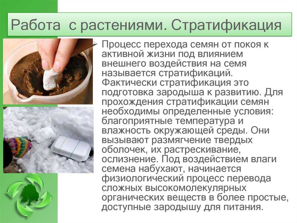 Стратификация семян в домашних условиях. способы, температура, сроки — ботаничка