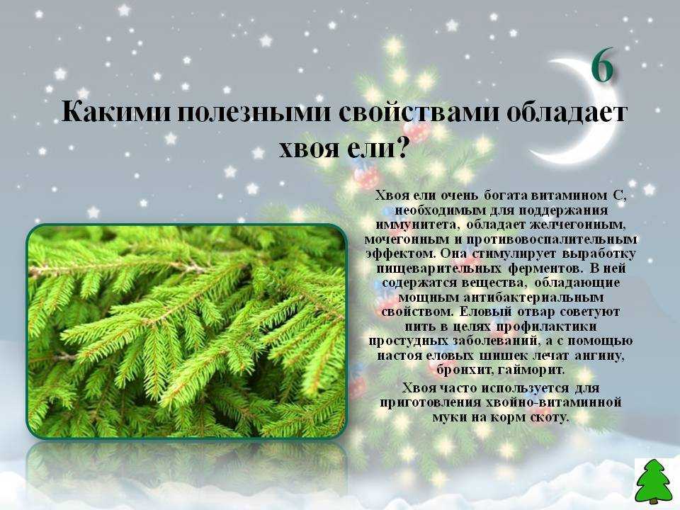 Оригинальное варенье из сосновых шишек, рецепты с фото и видео. когда собирать шишки сосны для заготовки, можно ли их есть в варенье — польза и вред, противопоказания