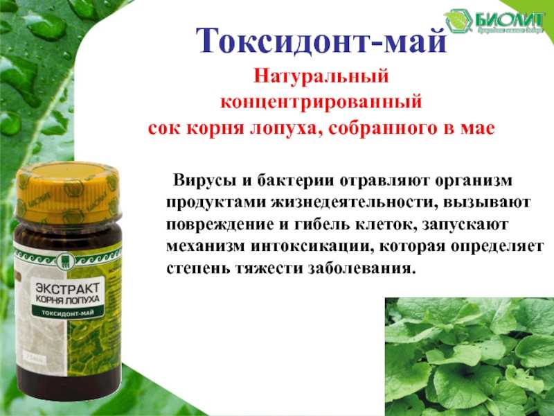 Сок лопуха: лечебные свойства
